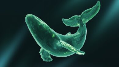 إعادة إطلاق بروتوكول Cetus مع خطة إصلاح وتعويض للمستخدمين